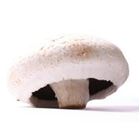 Picture of Mushroom, Flat each