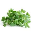 Picture of Watercress per bunch