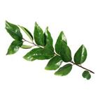Picture of Curry Leaves per 15g
