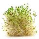 Picture of Alfalfa Sprouts per punnet (120g)