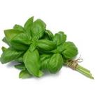 Picture of Basil  each