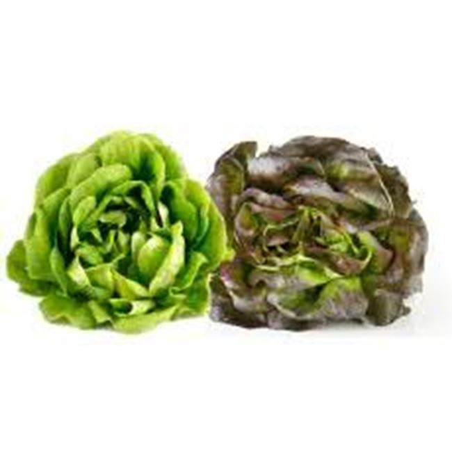 Picture of Lettuce Salanova per 2pk (red and green)